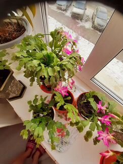 Цветок комнатное растение подарок