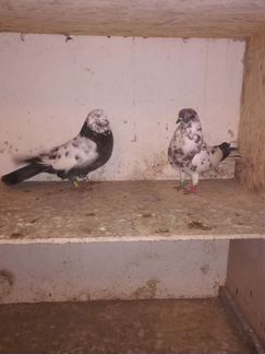 Николаевские голуби