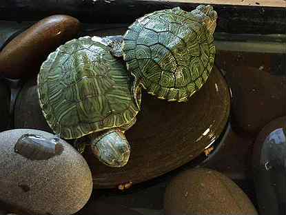 Продам водных черепах с аквариумом