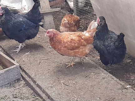 Куры молодки несушки 12мес.,10мес.,5.5 мес.2.5 мес
