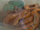 Змея жёлтый полоз с террариумом