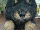 Тибетский мастиф щенки объявление продам
