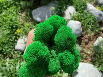 Стабилизированный мох Ягель, 500г, цвет Изумрудный
