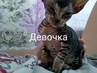 Котята Донского сфинкса объявление продам
