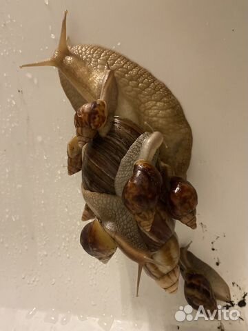 Улитка Ахатина