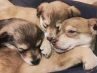 Собаки щенки спаниелей объявление продам