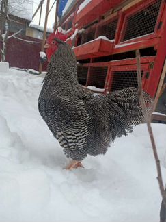 Инкубационное яйцо породной птицы