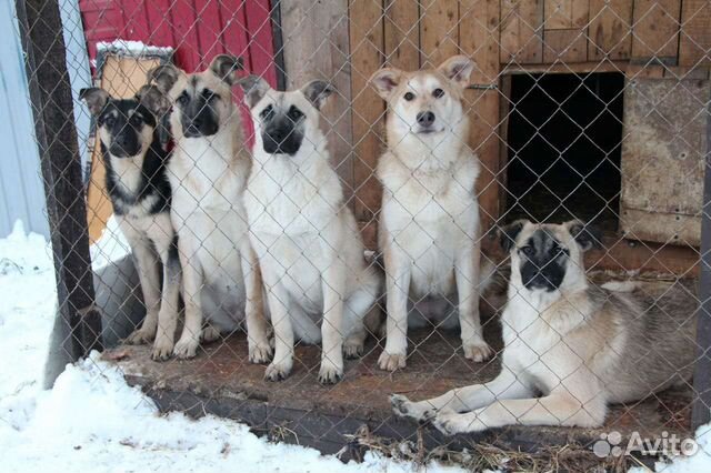 Собаки в добрые руки