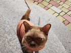 В добрые руки Бурманская кошка объявление продам