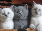 Шотландские котята скотиш страйт объявление продам