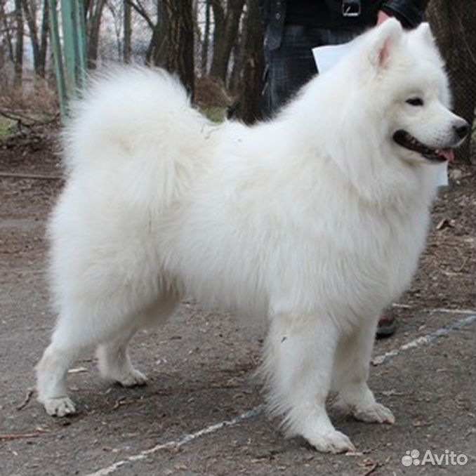 авито майкоп собаки. американский питбультерьер щенок 2 месяца. сибирская лайка щенок белый.