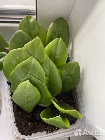 Замиокулькас долларовое дерево