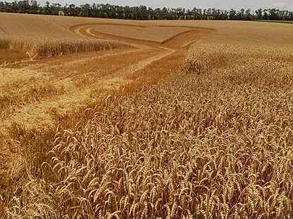 Пшеница 2022