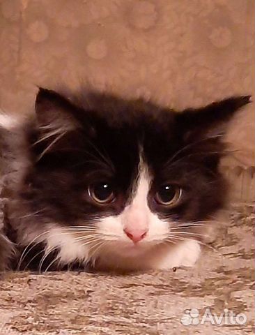 Пушистый малыш, спасенный из развалин