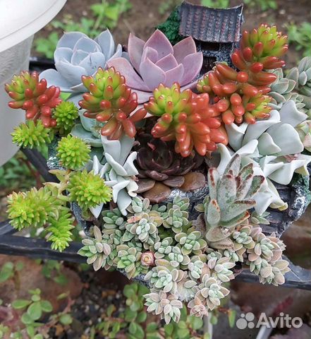 Суккуленты и кактусы
