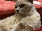 Бурманская кошка объявление продам