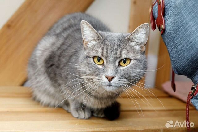 Стерилизованная Карри