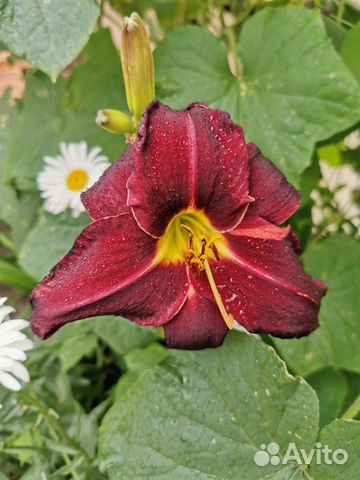 Лилейники сортовые кусты