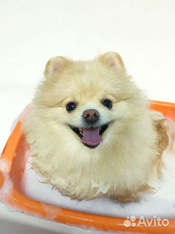 Стрижка собак/экспресс-линька мжк, Плющиха