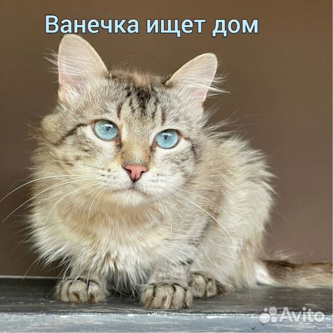 Голубоглазый Кот Ванечка