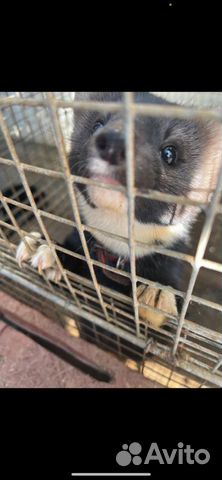 Передержка соболей и хорей