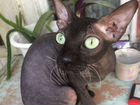 Канадский сфинкс котята объявление продам