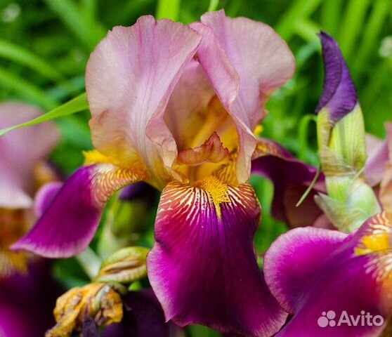 Ирисы японские, незабудки, маргаритки
