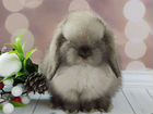 Карликовый кролик минилоп объявление продам