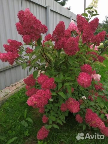 Гортензия Ванилла Фрайз, Мельба