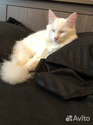 белые котята в добрые руки москва