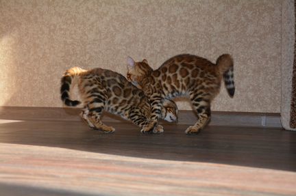 Бенгальские котята шоу класса