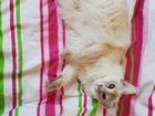 Балинезийская кошка с содержанием