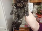 Котята Мейн-Кун продажа объявление продам