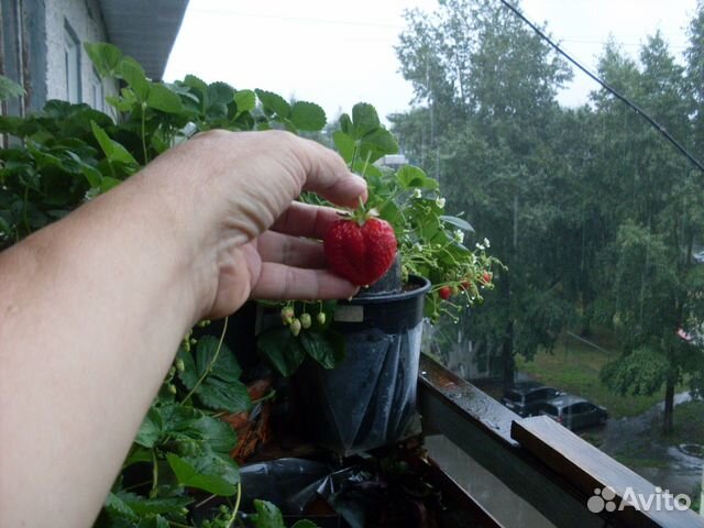 Земляника круглый год