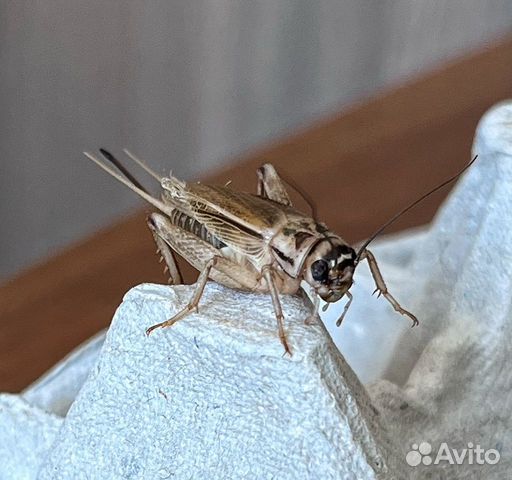 Живые Кормовые насекомые: сверчок, тараканы