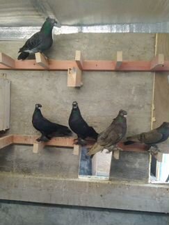 Голуби узбекские