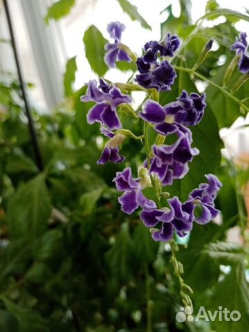 Комнатные растения