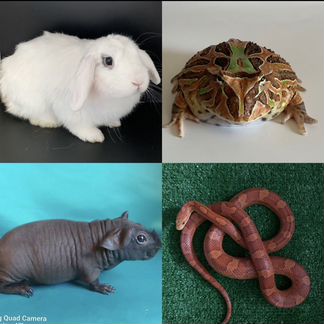 Аренда животных и коробки фанбокс