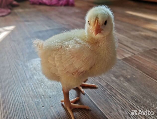 Молодняк цыплят бройлер Кобб 500 и Росс308