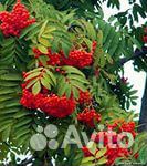 Рябина обыкновенная (Sorbus aucuparia)