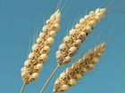 Инвестируйте в пшеницу