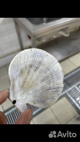 Ракушки морского гребешка много