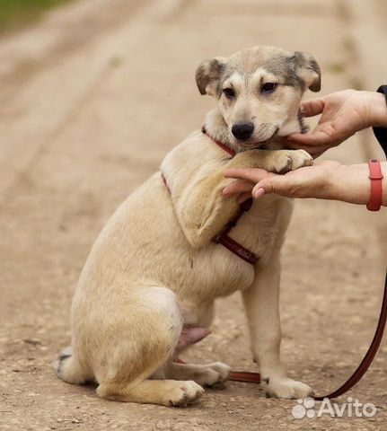 Щенок Бруно 4 месяца