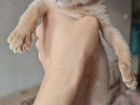 Аббисинские кошки объявление продам