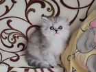 Персидский котёнок