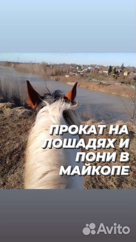 Прокат на лошади, фотосессии, обучение