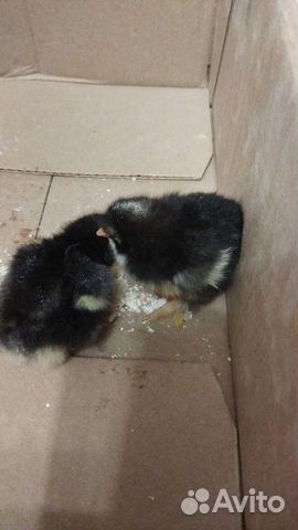 Цыплята суточные Мехеленская кукушка