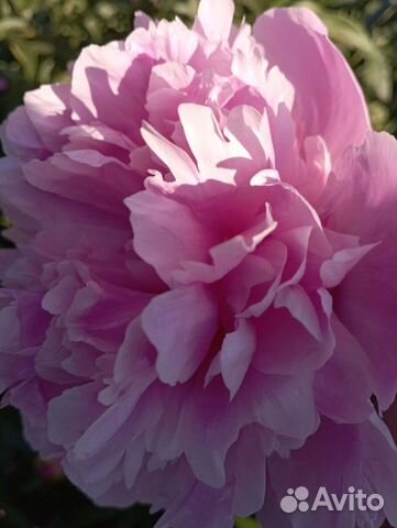 Пионы розовые, бордовые. Клематис белый мелкоцв