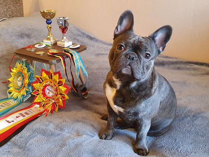 Вязка голубой французский бульдог кобель