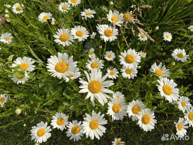 Вербейник крупноцветковый деленками